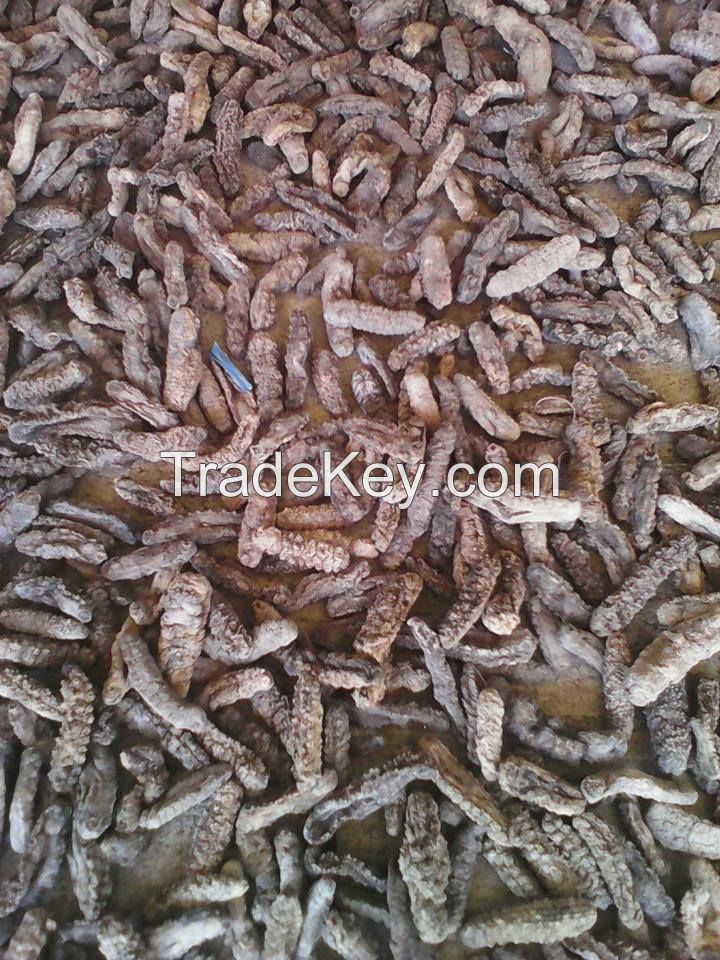 Sea cucumber gamat(Curry Fish)