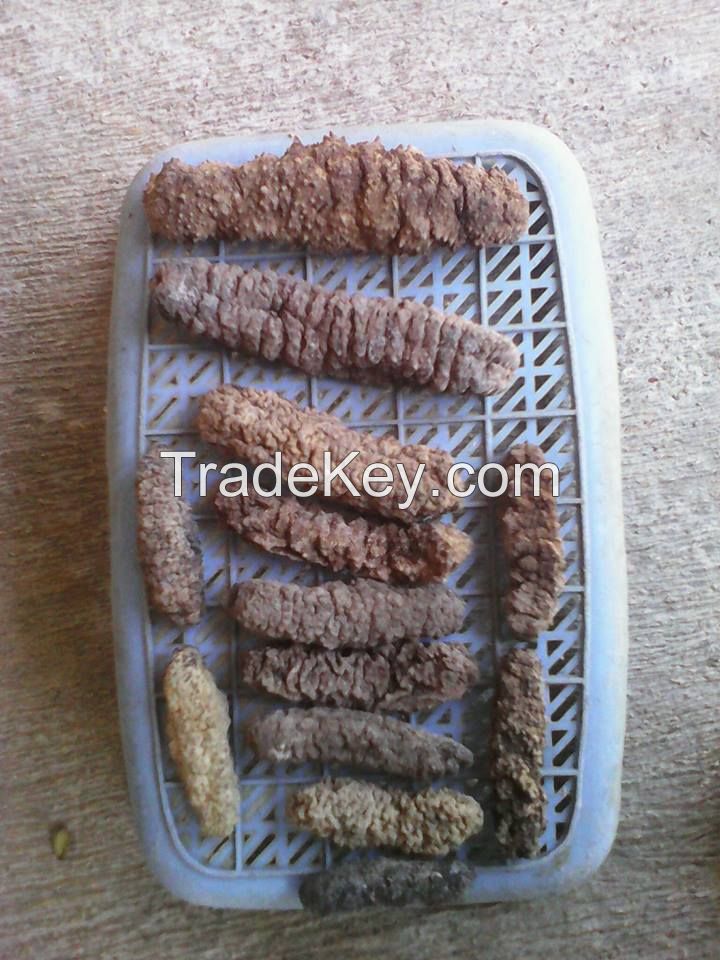 Sea cucumber gamat(Curry Fish)