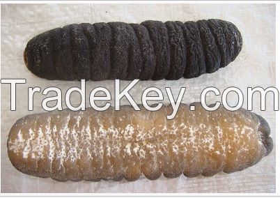 hoisom Sand fish sea cucumber