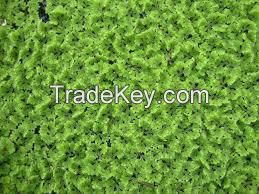 AZOLLA