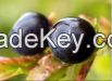 Bilberry Extract Anthocyanidin Anthocyanin