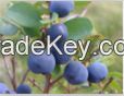 Blueberry Extract Anthocyanidin