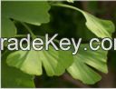 Ginkgo Biloba Extract  Ginkgo flavone glycosides