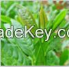 Green Tea Extract Total tea polyphenols