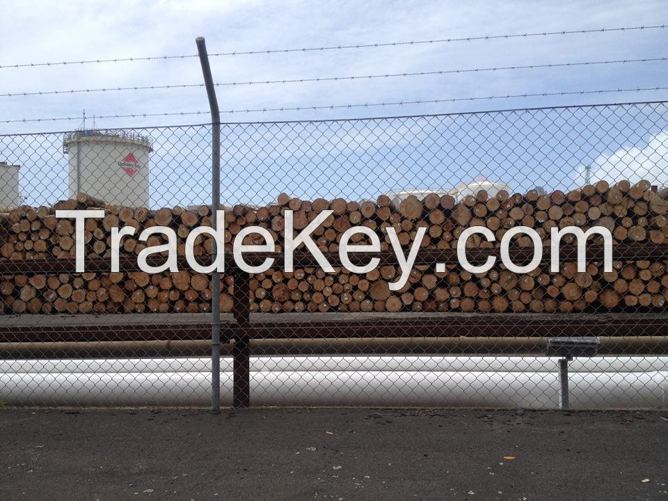 radiata pine logs for sale