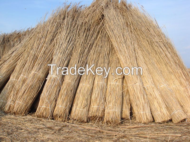 water reed for roof