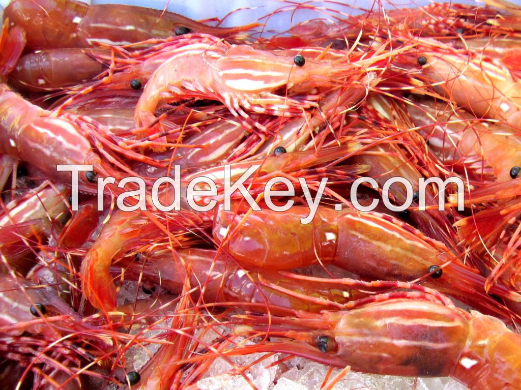 Parrot Fish, Sword Fish, Frozen Mackerel, Yellow Croaker, Black Tiger Shrimps, Slipper Lobster