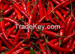 Red Chilli