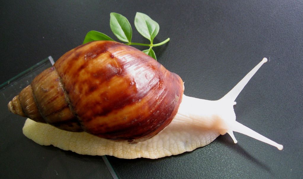 Natural Snail Extract for Cosmetic