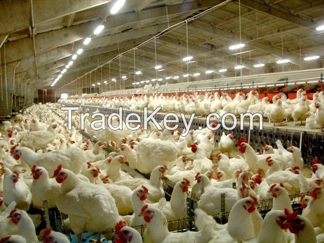 Ugur seafood and livestock production