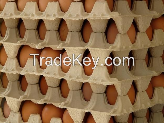 Fresh Egg