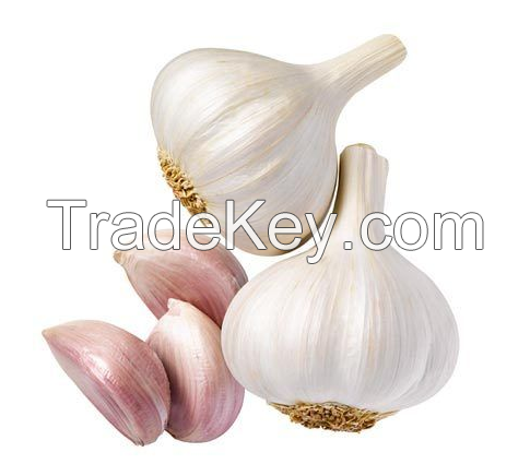 new crop fresh garlic for wholesale