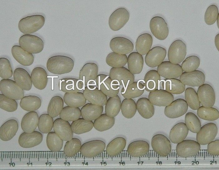 Round white beans