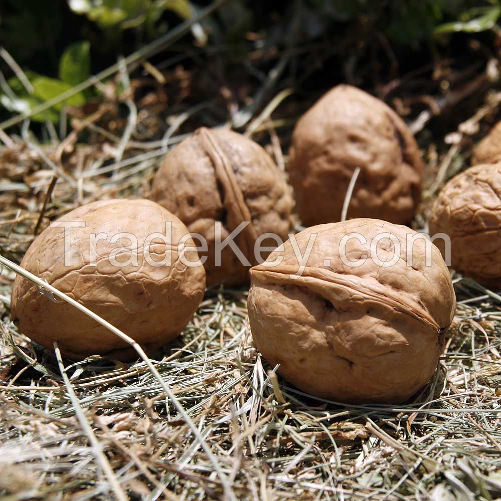 Inshell Walnuts