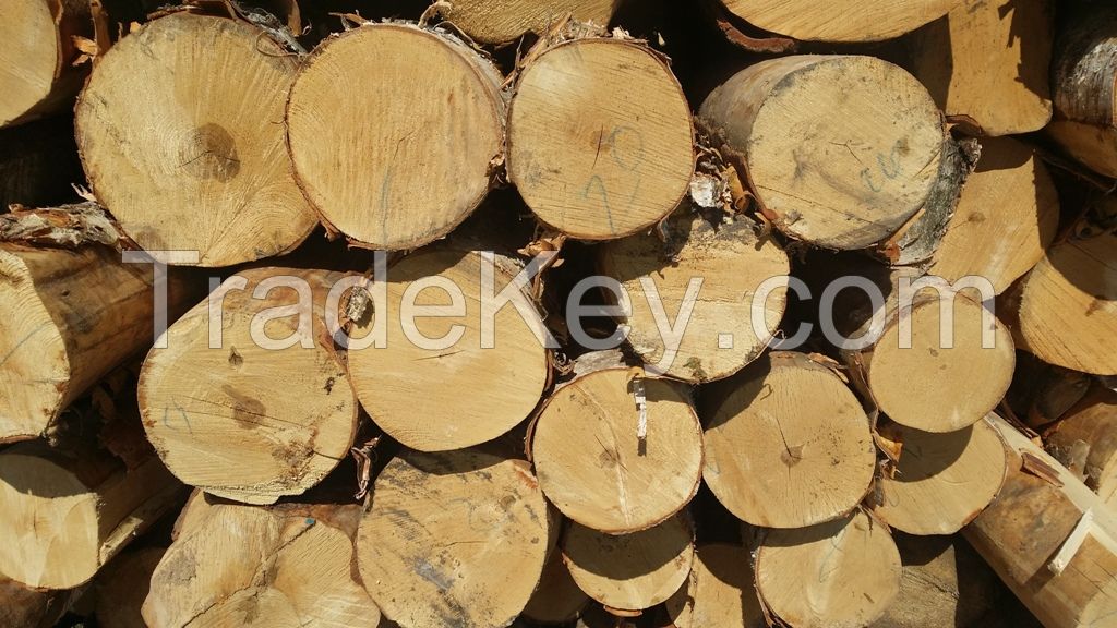 BIRCH LOGS FROM LITHUANIA/LATVIA/BELARUS/UKRAINE (Betula spp)