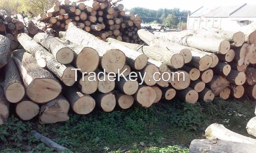 BASSWOOD/LIME/LINDEN LOGS FROM UKRAINE (Tilia cordata)