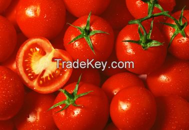 Fresh Tomato