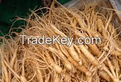 Ginseng Herbs