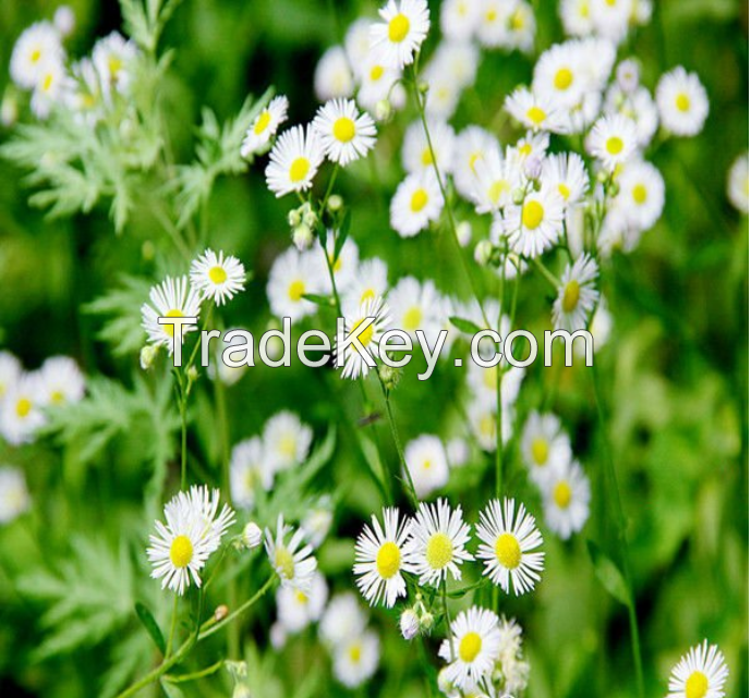 white chrysanthemum flower