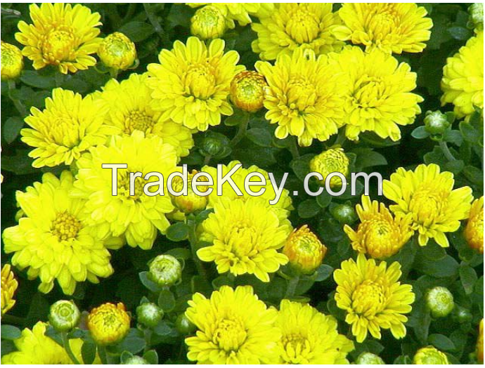 Dried Chrysanthemum morifolium