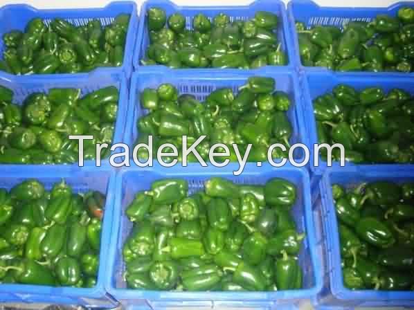 Fresh Capsicum