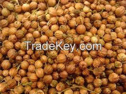 Coriander (Dhania)