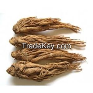 Angelica sinensis Extract