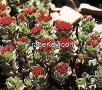 Rhodiola rosea P.E