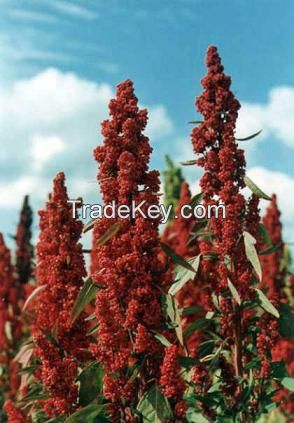 PERUVIAN QUINOA