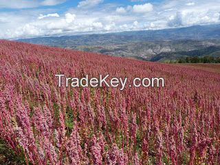 EXPORTABLE OFFER: QUINOA (PERU)