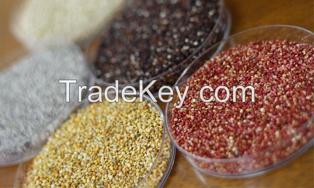 EXPORTABLE OFFER: QUINOA (PERU)