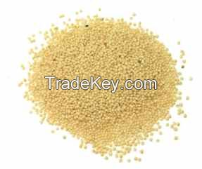 Amaranth Grain