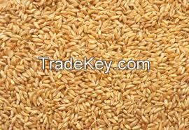 Soft Milling Wheat, 1st Grade