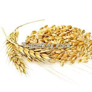 barley