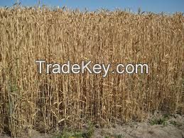 Conventional Wheat