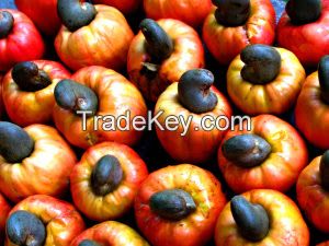 Cashew