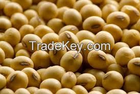 Soybean Oil