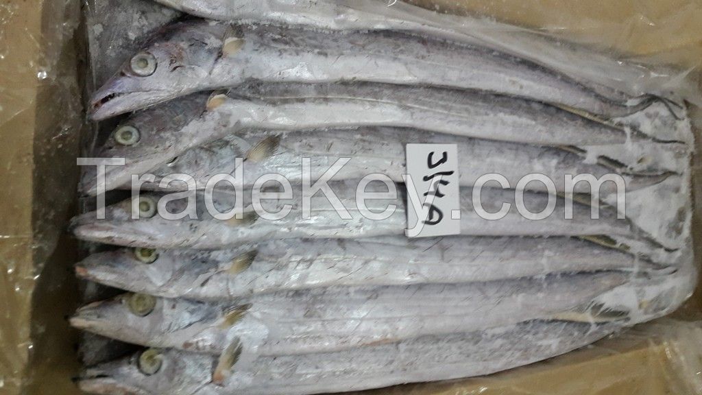 Ribbon Fish whole round