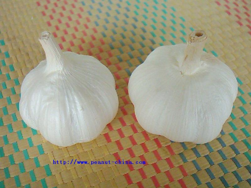 pure white garlic