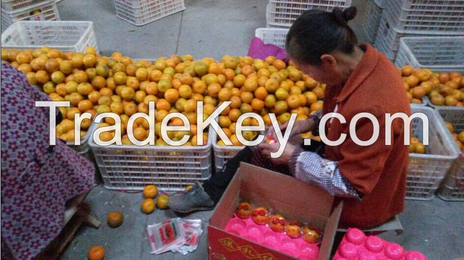 Fresh mandarin pokan orange