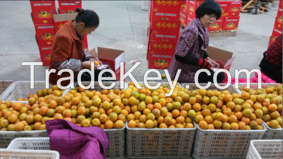 Fresh mandarin pokan orange