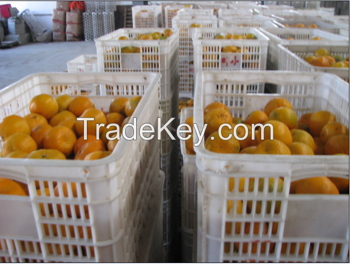 Fresh mandarin pokan orange