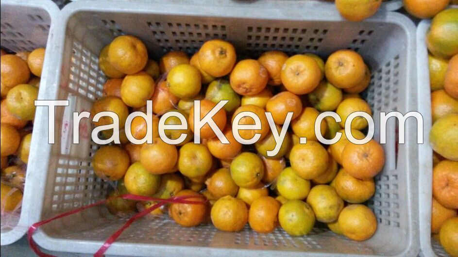 Fresh mandarin pokan orange