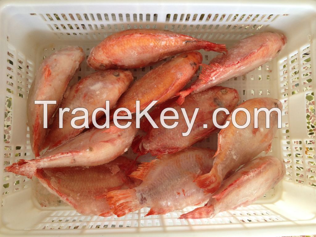 Frozen Red Tilapia WR