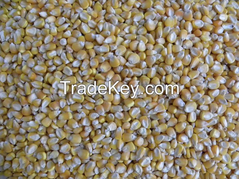 Yellow Corn ANIMAL FEED