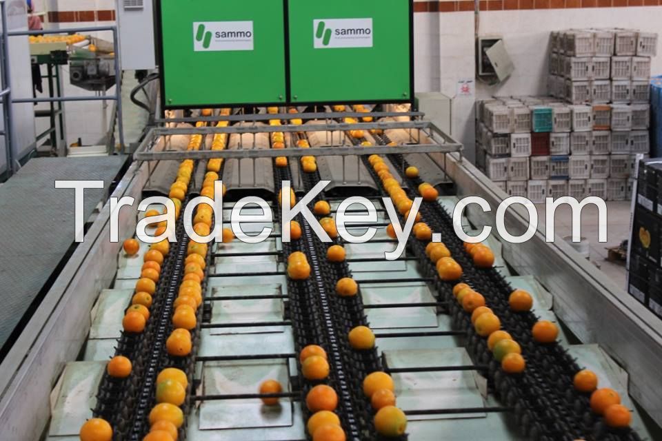 Navel Oranges