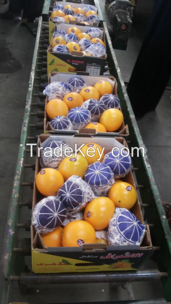 Navel Oranges