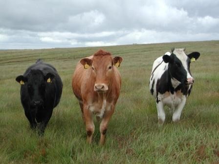 Australia Brahman Catttle Livestock ** HALAL **