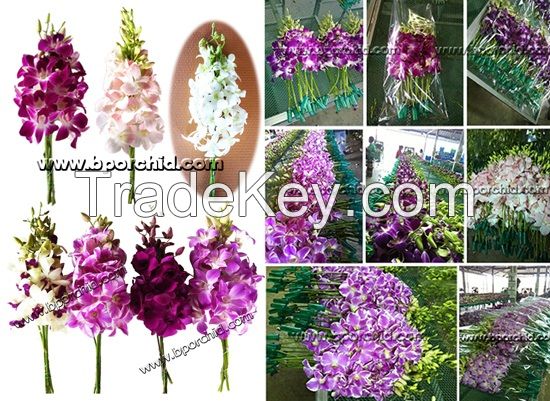 A Varieties of Beautiful orchids lies from Thailand