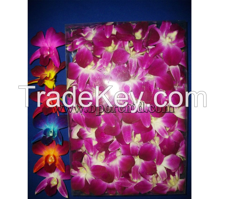 Orchid Cut Flower